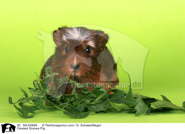 Crested Meerschwein / Crested Guinea Pig / SS-05899