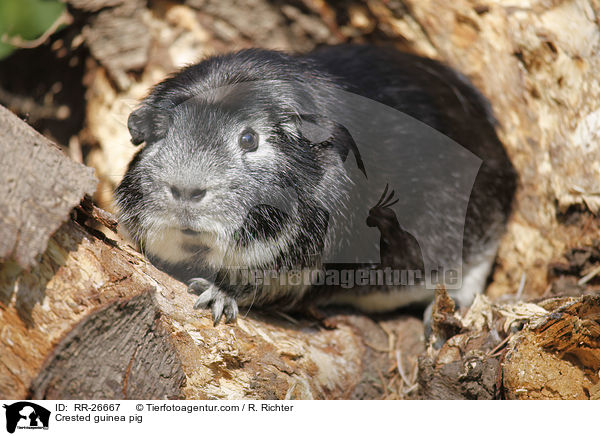 Crested guinea pig / RR-26667