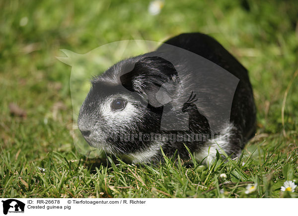 Crested guinea pig / RR-26678