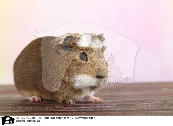 crested guinea pig / SS-47038