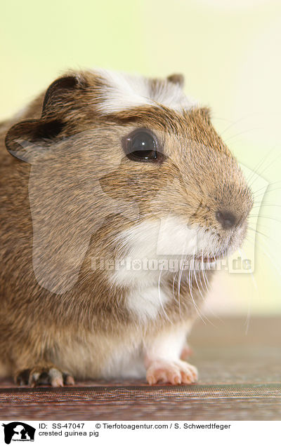 crested guinea pig / SS-47047