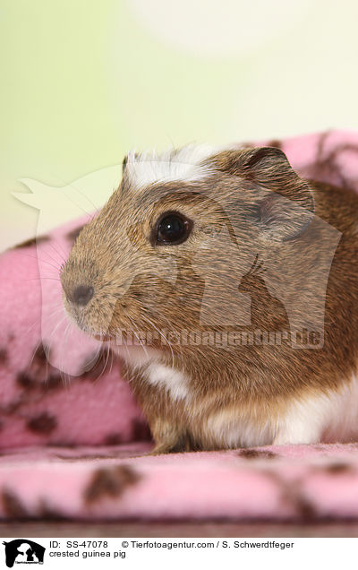 crested guinea pig / SS-47078