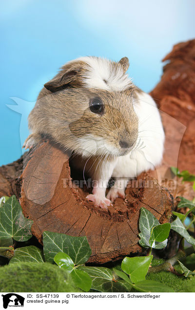 Crested Meerschweinchen / crested guinea pig / SS-47139