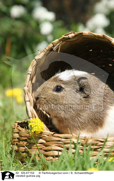 crested guinea pig / SS-47152