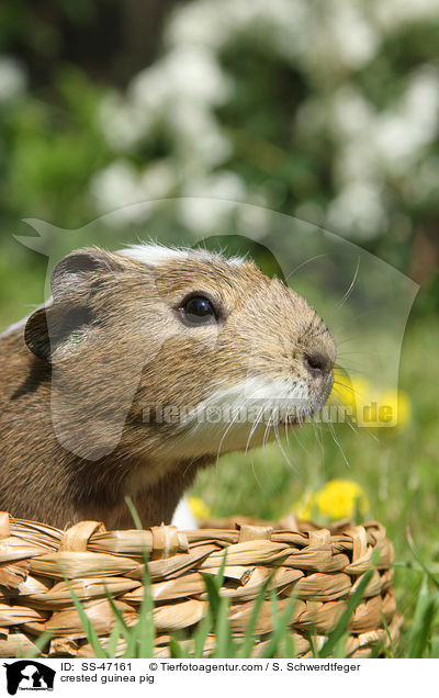 Crested Meerschweinchen / crested guinea pig / SS-47161