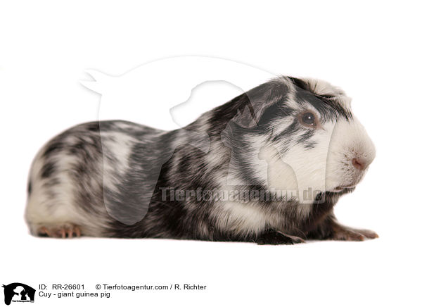 Cuy - Riesenmeerschwein / Cuy - giant guinea pig / RR-26601