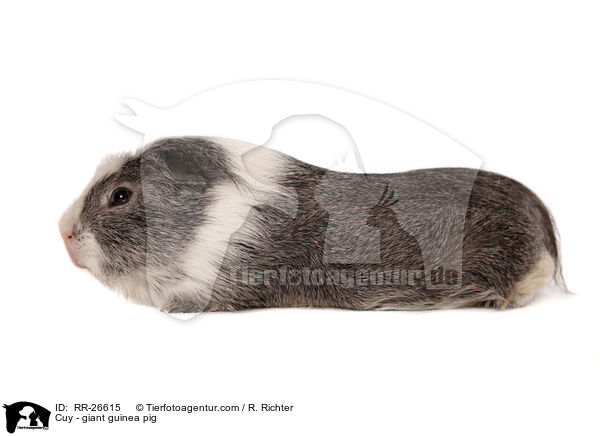 Cuy - Riesenmeerschwein / Cuy - giant guinea pig / RR-26615