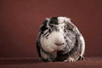 Cuy - giant guinea pig