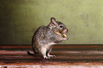 Degu