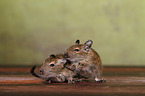 Degus