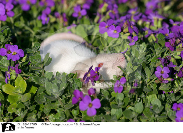 Dumboratte in Blumen / rat in flowers / SS-13785