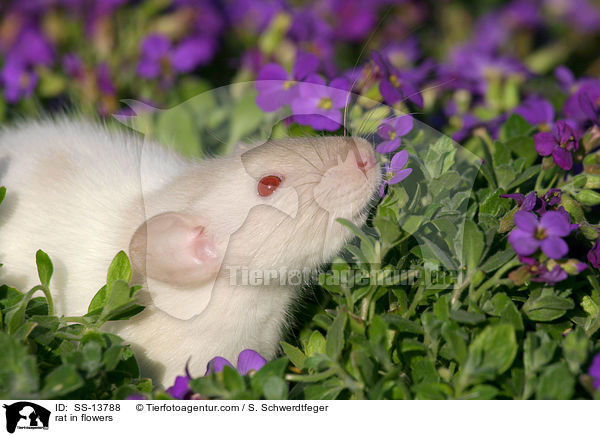 Dumboratte in Blumen / rat in flowers / SS-13788