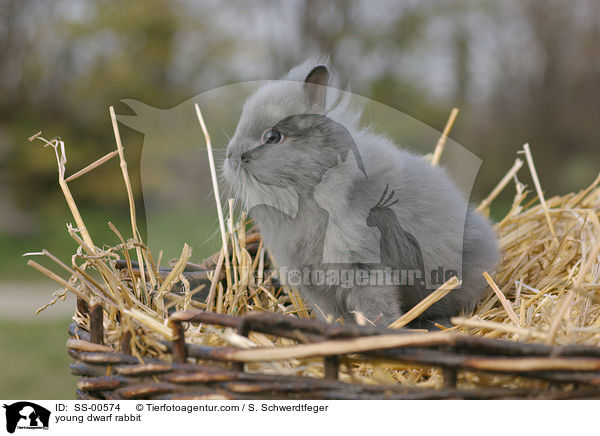 junges Zwergkaninchen / young dwarf rabbit / SS-00574