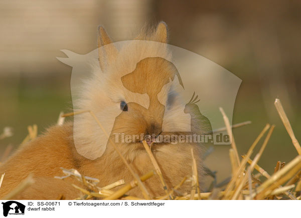 Zwergkaninchen / dwarf rabbit / SS-00671