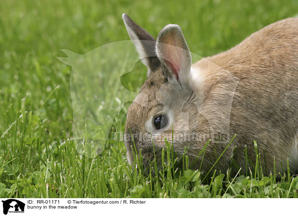 bunny in the meadow / RR-01171