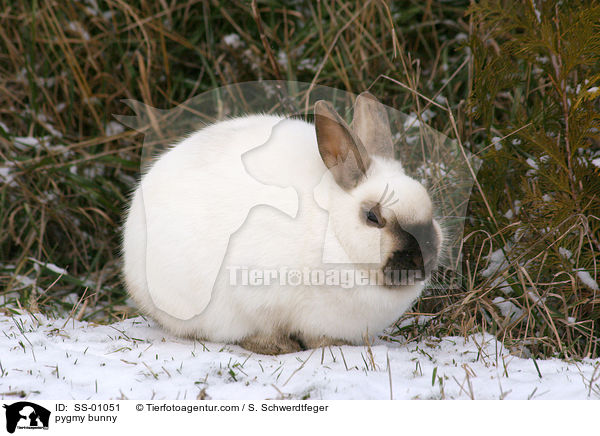 Zwergkaninchen / pygmy bunny / SS-01051