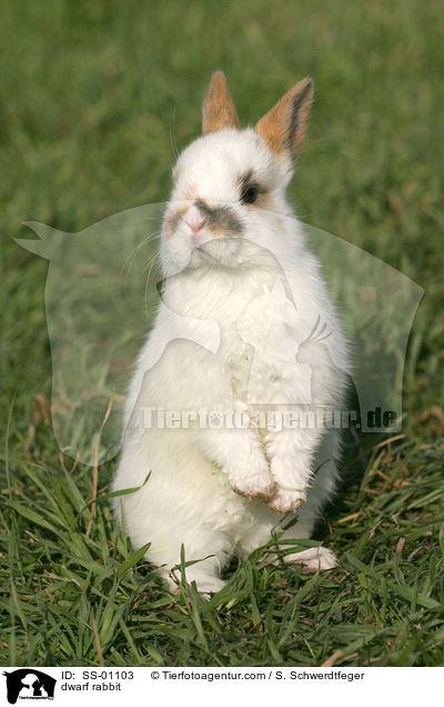 Zwergkaninchen / dwarf rabbit / SS-01103