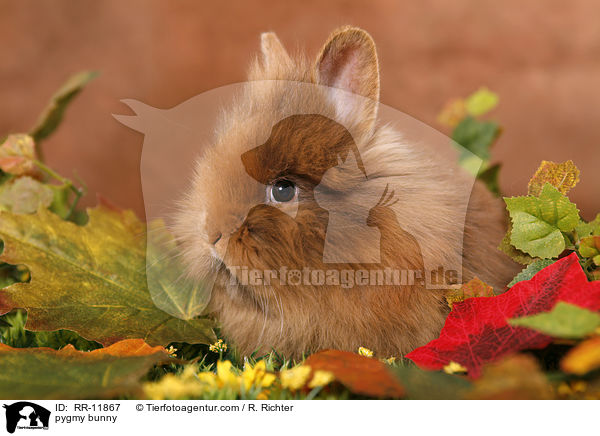 Lwenkpfchen / pygmy bunny / RR-11867