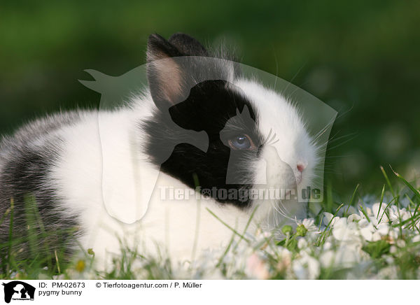 Zwergkaninchen / pygmy bunny / PM-02673