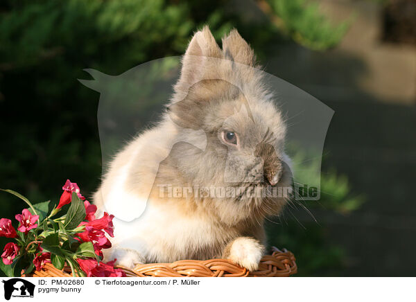 Zwergkaninchen / pygmy bunny / PM-02680