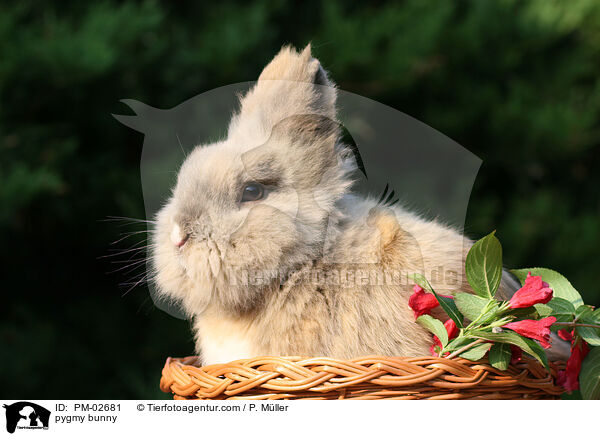 Zwergkaninchen / pygmy bunny / PM-02681