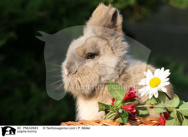 Zwergkaninchen / pygmy bunny / PM-02683