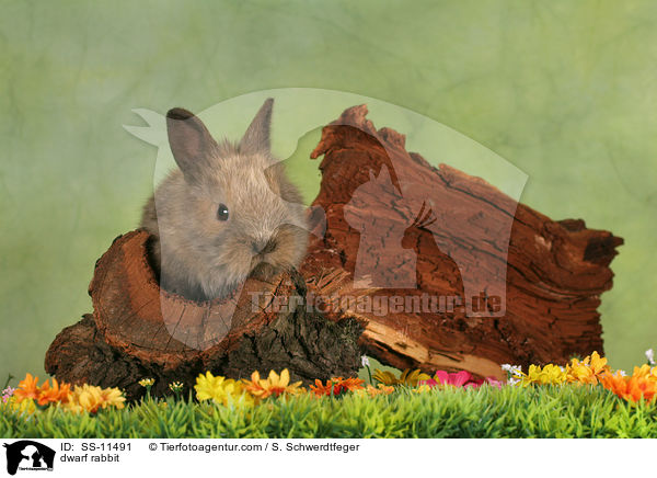Zwergkaninchen / dwarf rabbit / SS-11491