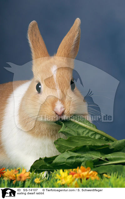 fressendes Zwergkaninchen / eating dwarf rabbit / SS-14107