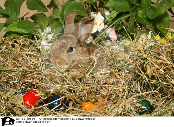 junges Zwergkaninchen / young dwarf rabbit / SS-19556