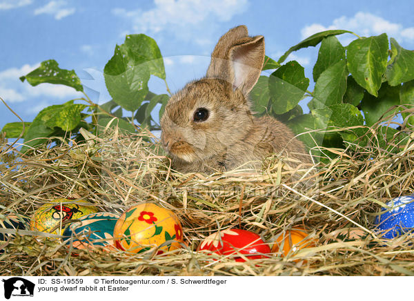 junges Zwergkaninchen / young dwarf rabbit / SS-19559