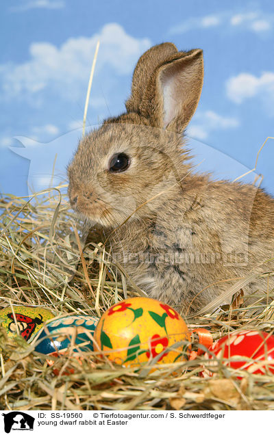 junges Zwergkaninchen / young dwarf rabbit / SS-19560