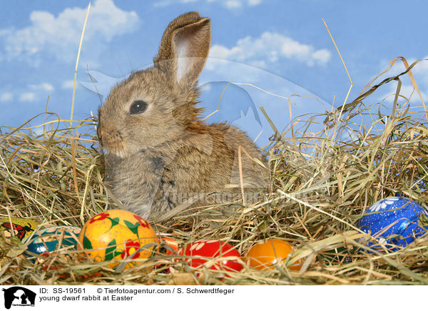 junges Zwergkaninchen / young dwarf rabbit / SS-19561