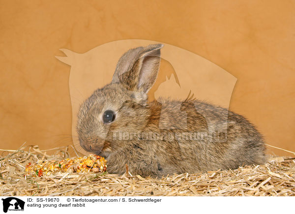 junges Zwergkaninchen / young dwarf rabbit / SS-19670