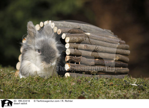 Zwergkaninchen / dwarf rabbit / RR-33416