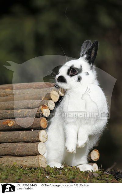 Zwergkaninchen / dwarf rabbit / RR-33443