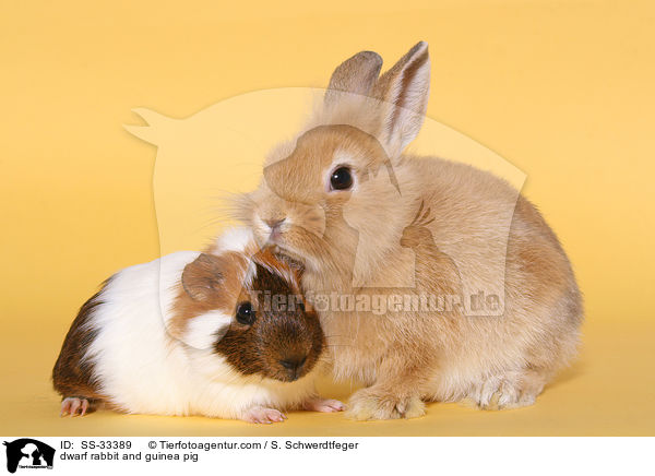 Zwergkaninchen und Meerschwein / dwarf rabbit and guinea pig / SS-33389