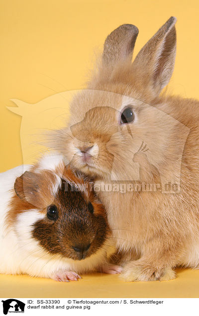 Zwergkaninchen und Meerschwein / dwarf rabbit and guinea pig / SS-33390