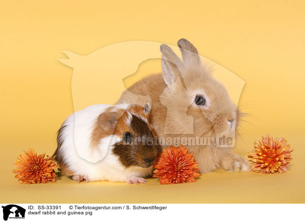 dwarf rabbit and guinea pig / SS-33391