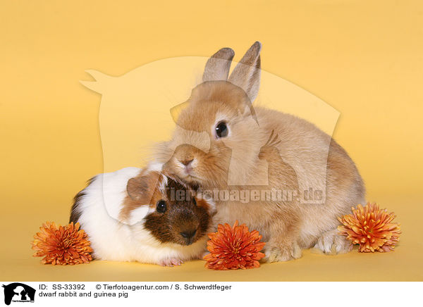 dwarf rabbit and guinea pig / SS-33392
