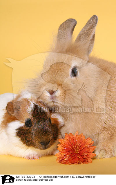 dwarf rabbit and guinea pig / SS-33393