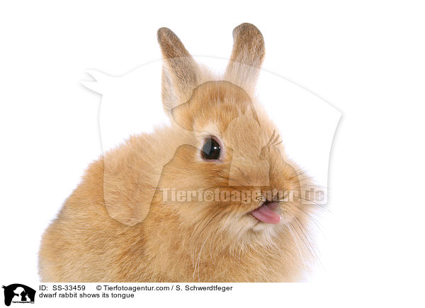 dwarf rabbit shows its tongue / SS-33459