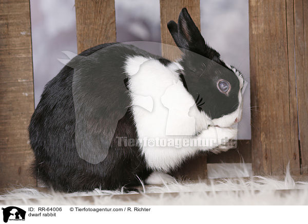 dwarf rabbit / RR-64006