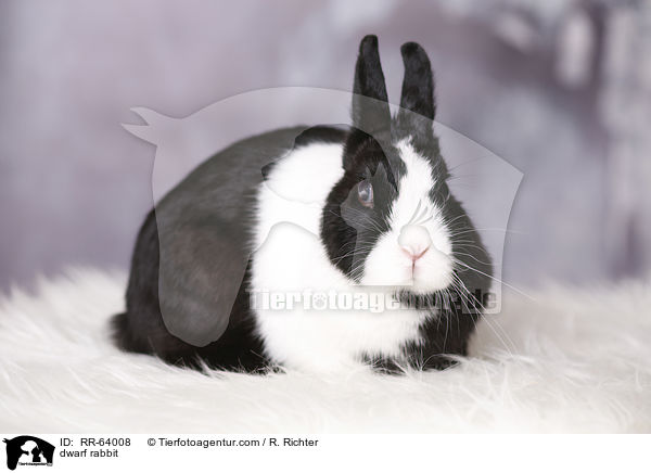 dwarf rabbit / RR-64008