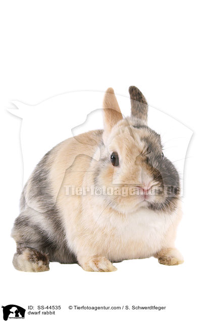 dwarf rabbit / SS-44535
