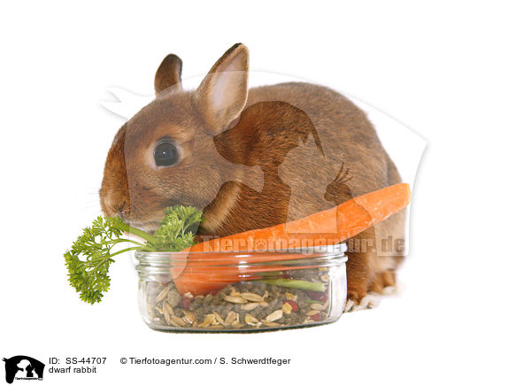 Zwergkaninchen / dwarf rabbit / SS-44707