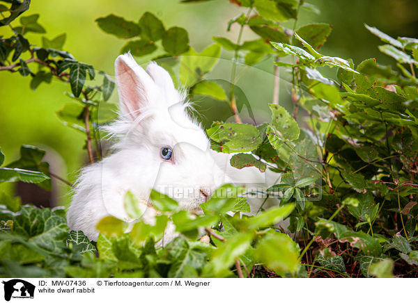 weies Zwergkaninchen / white dwarf rabbit / MW-07436
