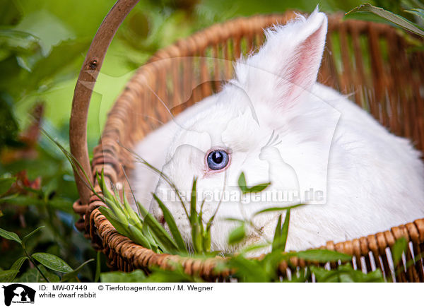 weies Zwergkaninchen / white dwarf rabbit / MW-07449