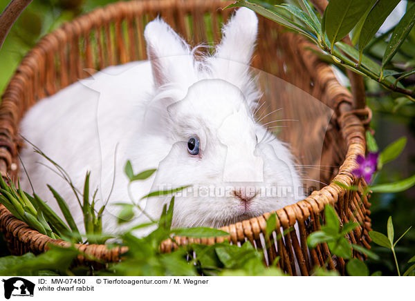 weies Zwergkaninchen / white dwarf rabbit / MW-07450