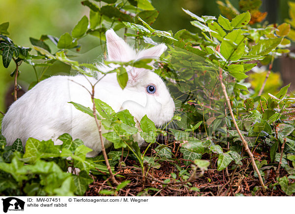 weies Zwergkaninchen / white dwarf rabbit / MW-07451