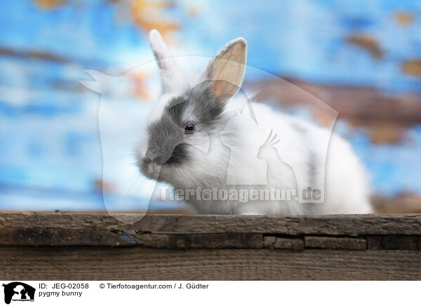 Zwergkaninchen / pygmy bunny / JEG-02058